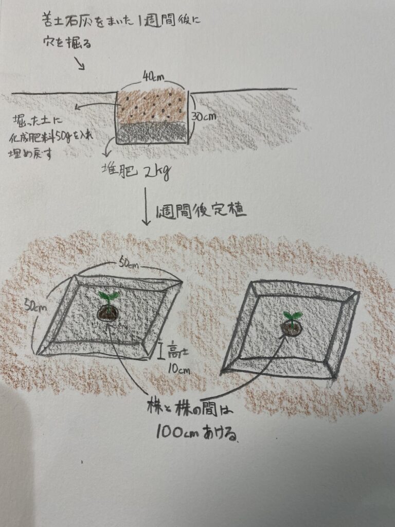 スイカ土づくりイメージ