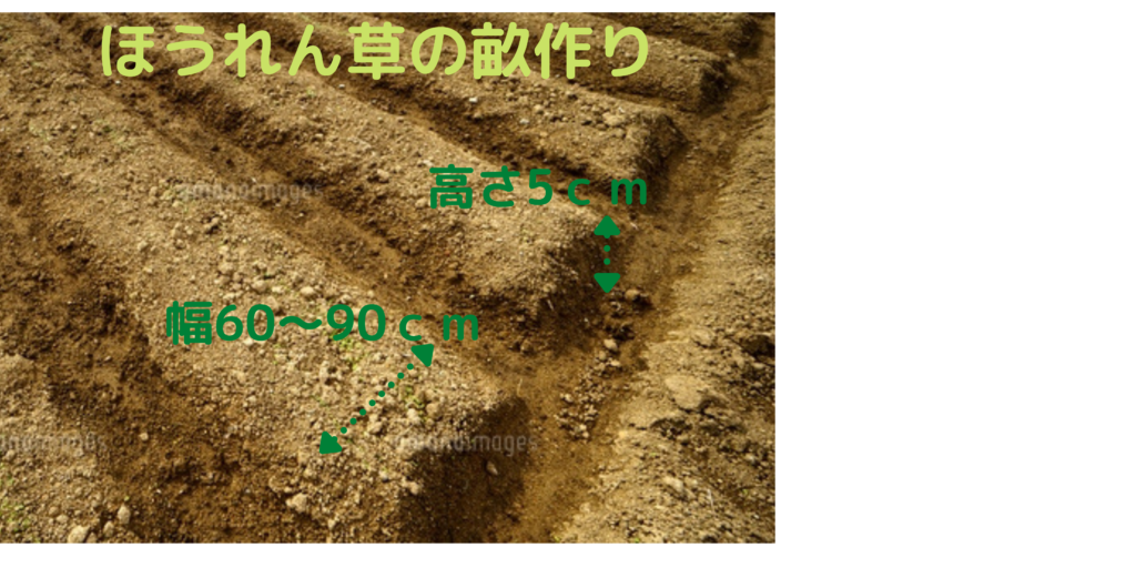 ほうれん草の畝作り