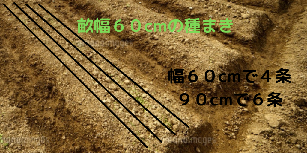 ほうれん草の種まき4条