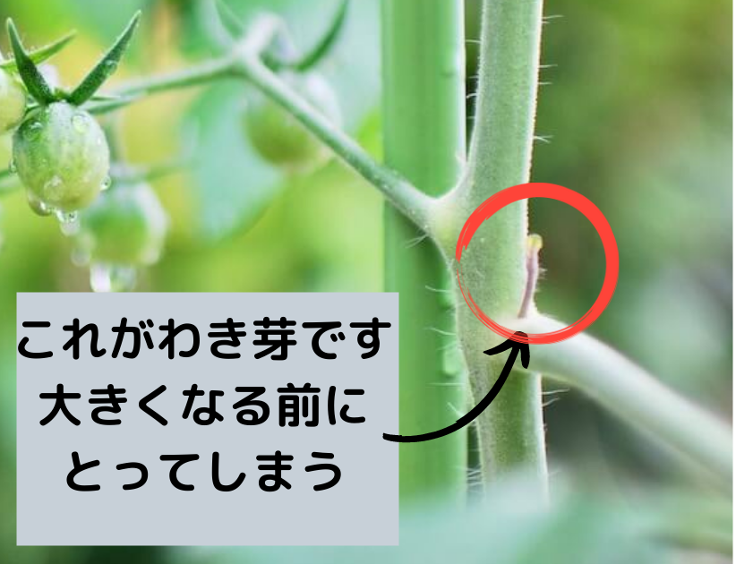 わき芽とり
