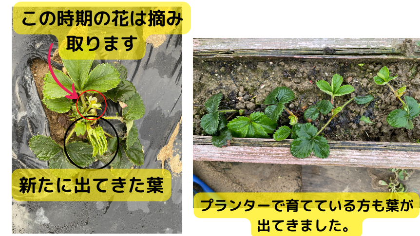 イチゴの状況