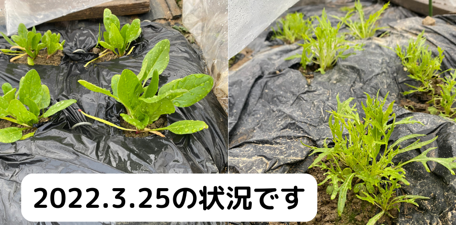 水菜とほうれん草の状況