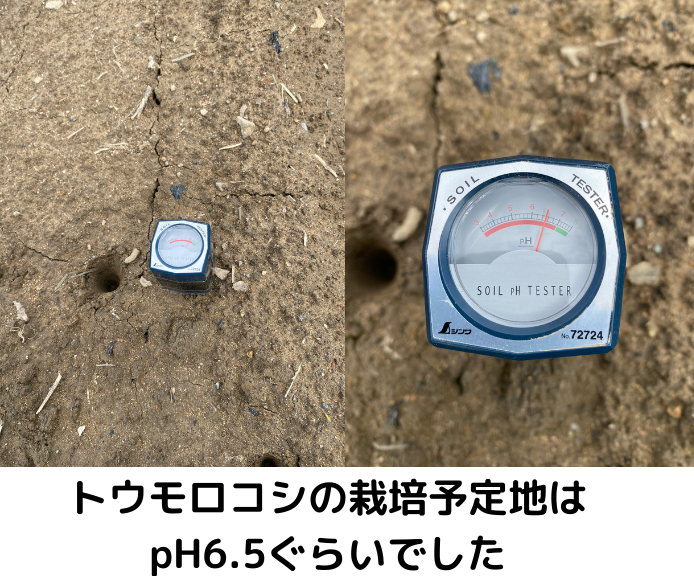 酸度測定状況pH6.5程度