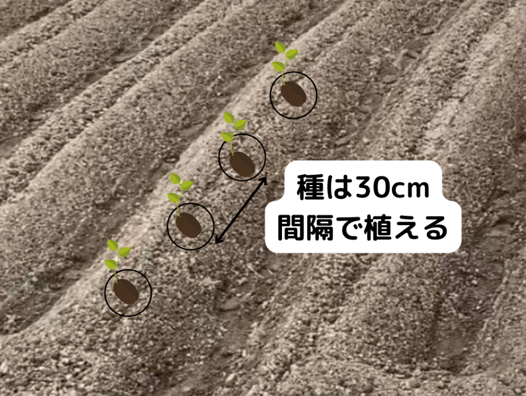 畑に植える間隔は30cmです。