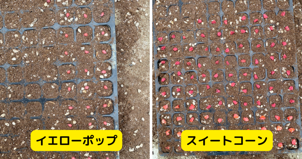 イエローポップとスイートコーンの種の様子