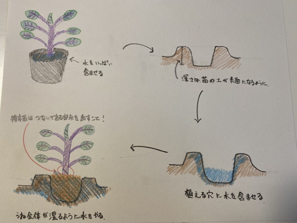 ナスの苗の植付け