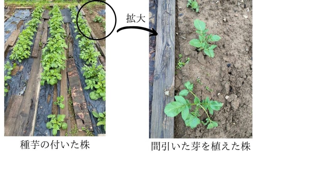 ジャガイモの育成状況