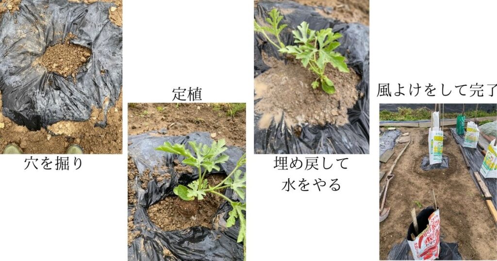 スイカの定植状況