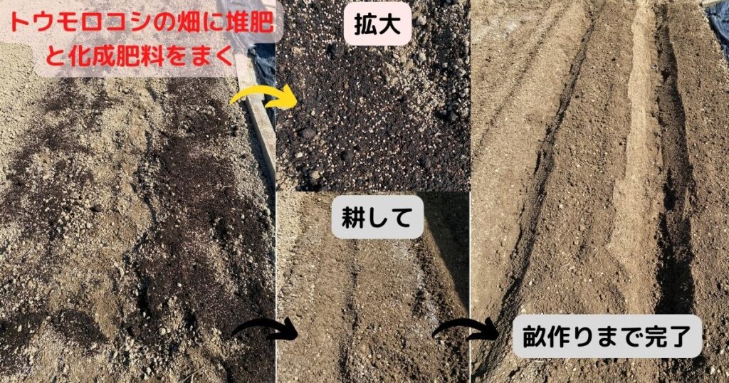 トウモロコシの畑の準備