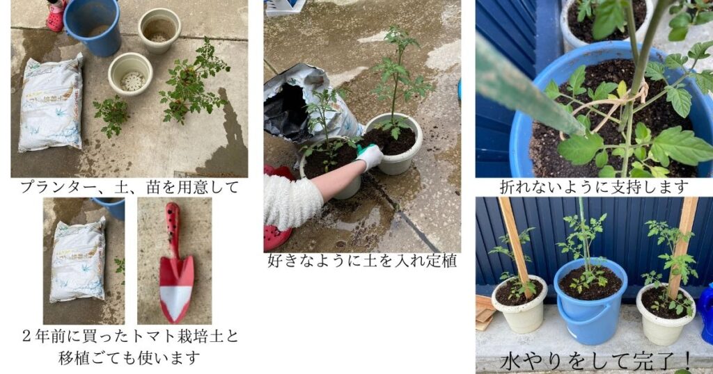 ミニトマト定植状況