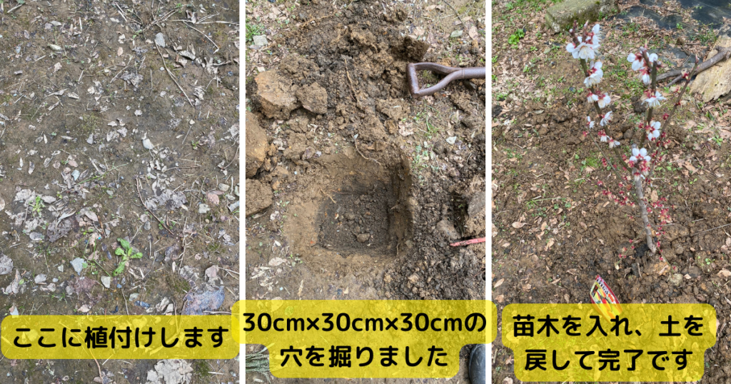 梅の苗木の定植