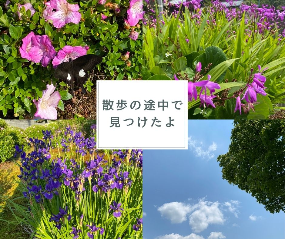 散歩中の花