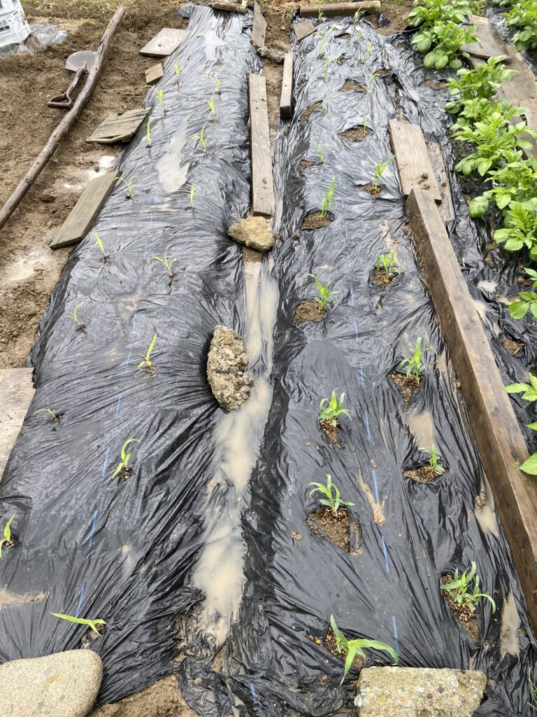 トウモロコシ植え付け後