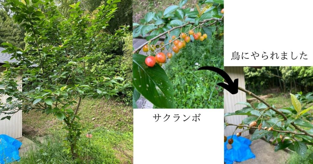 鳥にやられたサクランボ