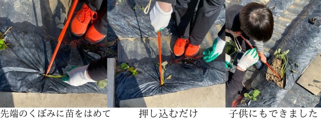 サツマイモ苗植付け状況