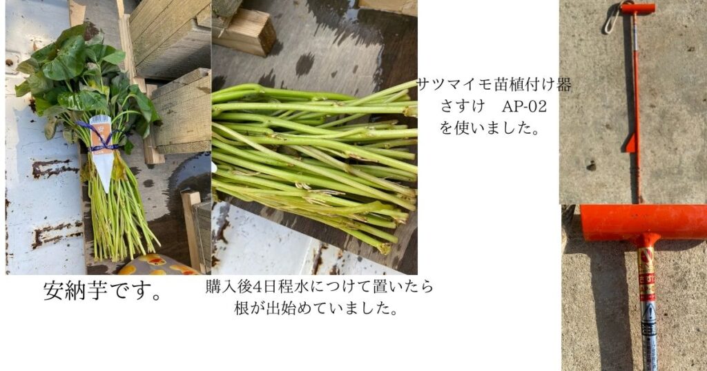 サツマイモ苗と植付け器