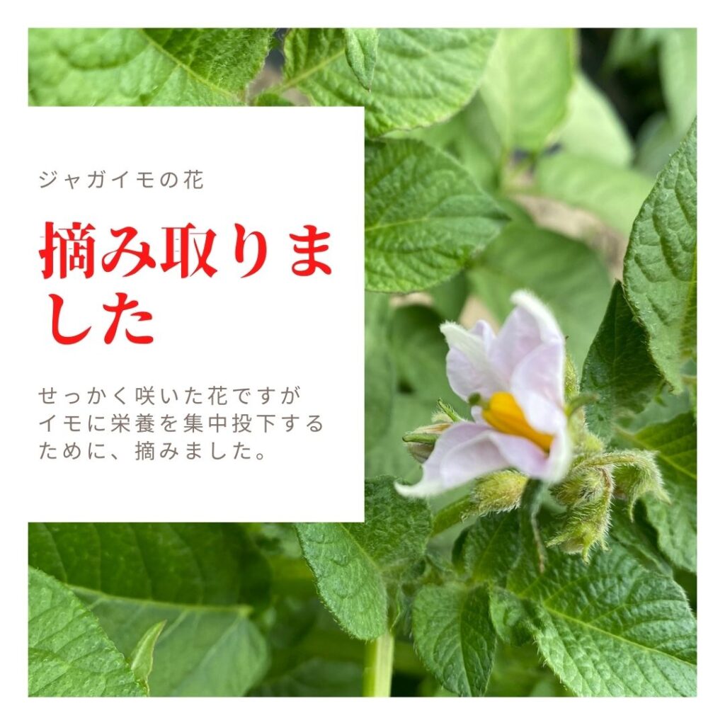 ジャガイモの花を摘み取る