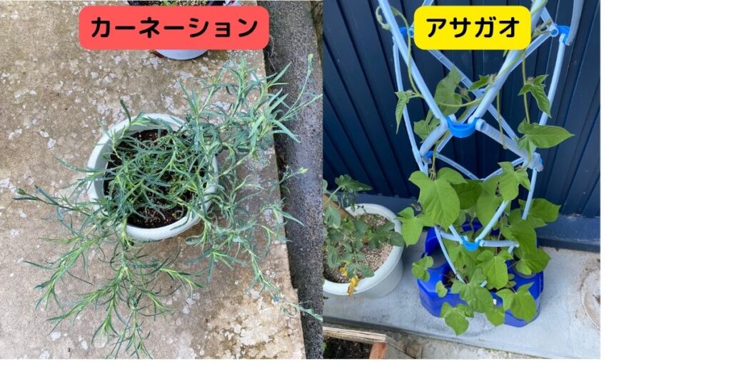 カーネーションとアサガオ