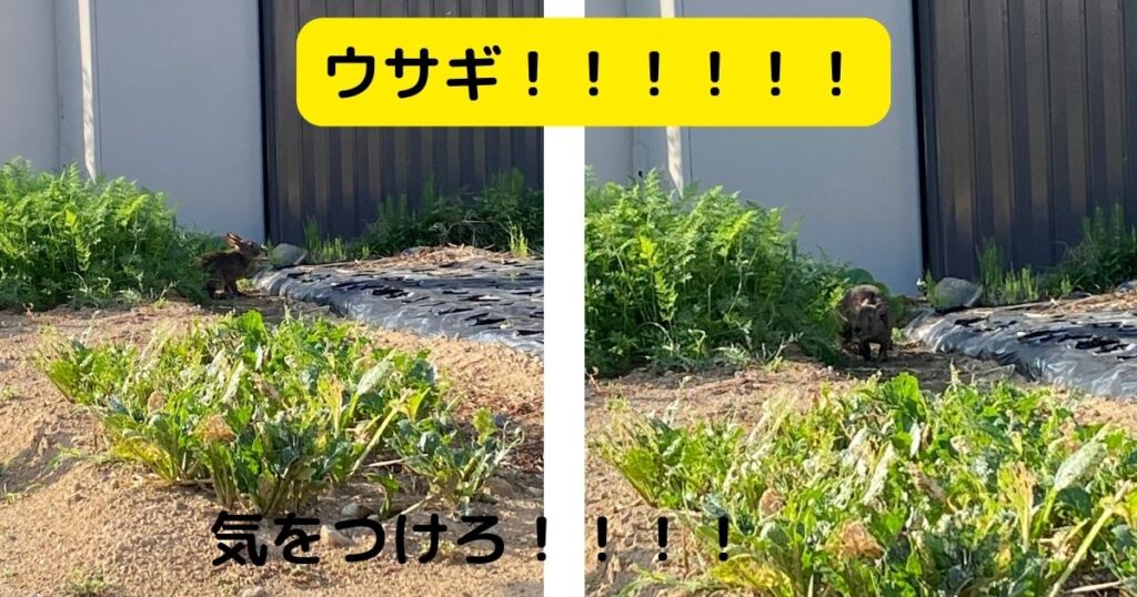 ウサギ発見