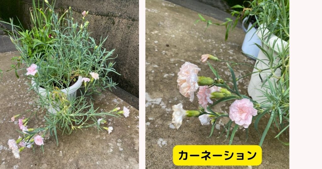 カーネーション