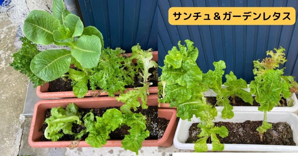 サンチュ&ガーデンレタス
