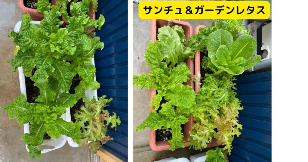 サンチュ&ガーデンレタス