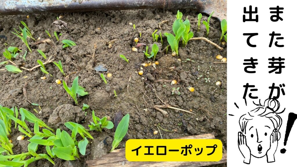 捨てたトウモロコシが発芽しました