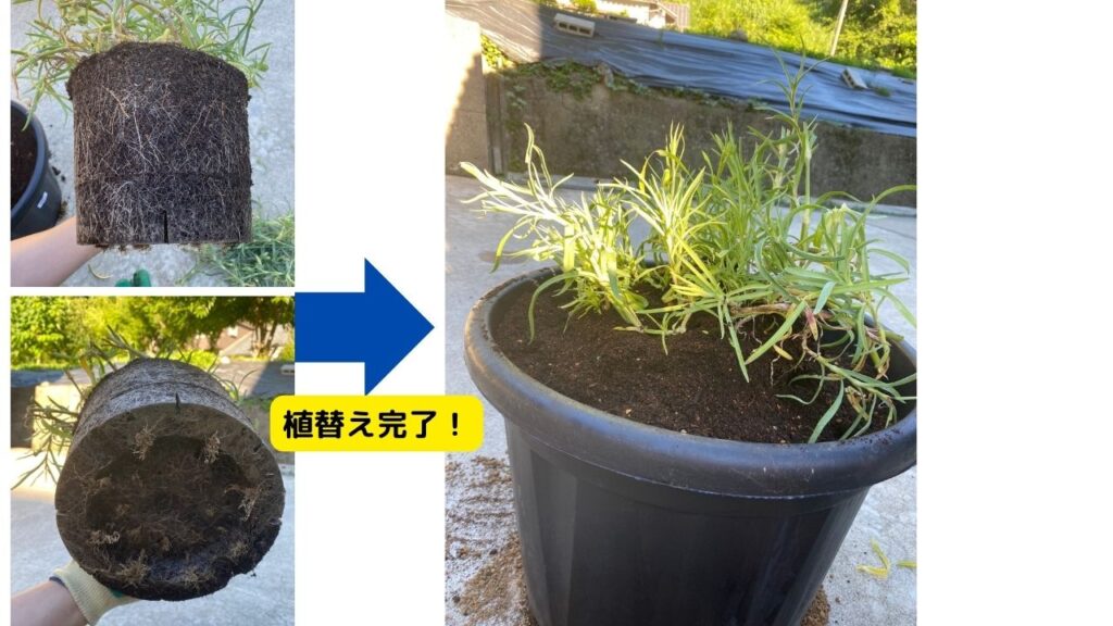 大きな鉢へ植替え