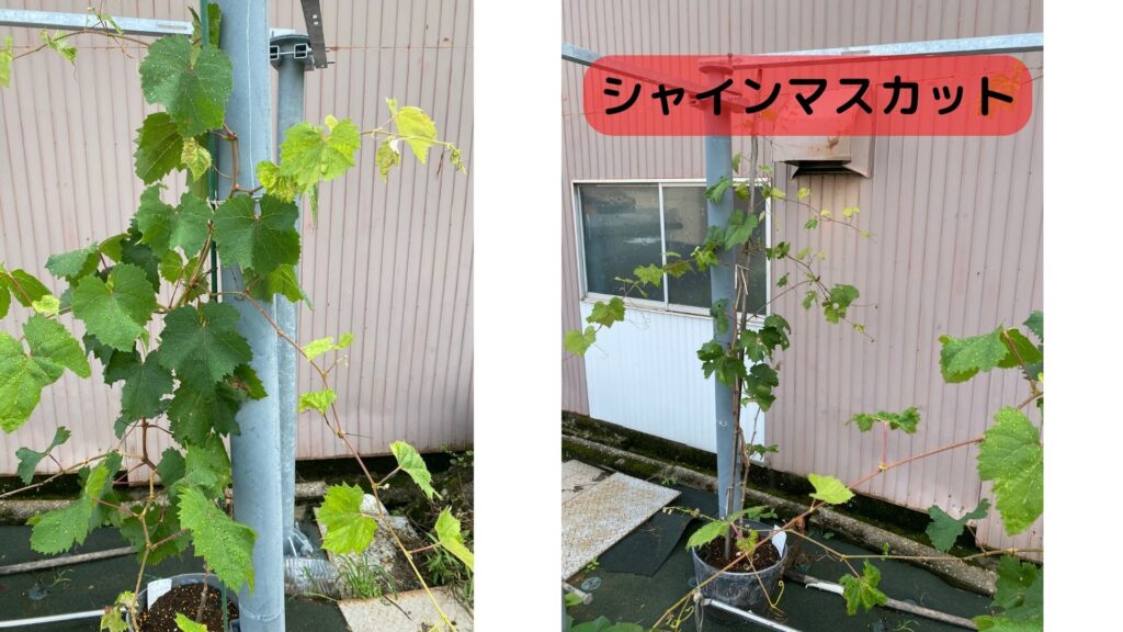 伸び放題のシャインマスカット