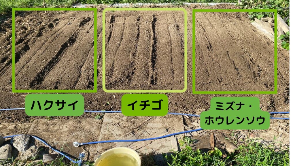秋冬の野菜の配置が決定!