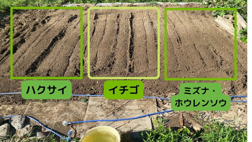 秋冬の野菜の配置が決定！