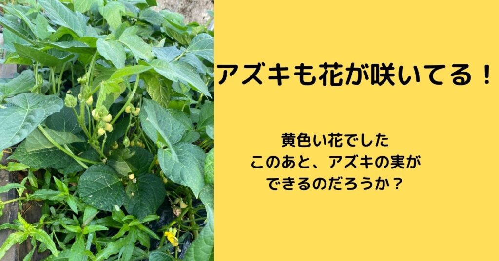 アズキの花も黄色