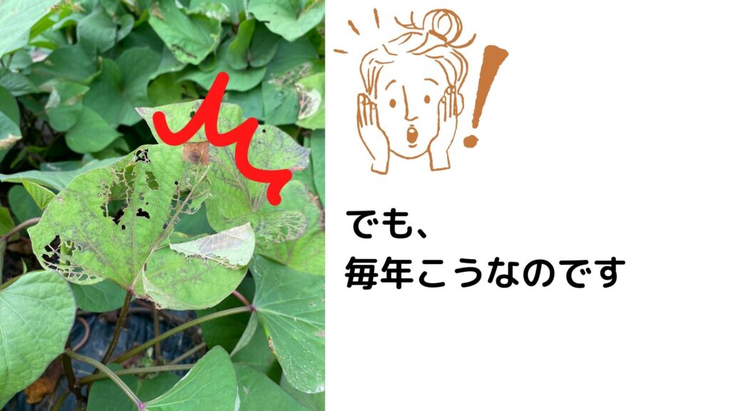 めっちゃ食われてる!