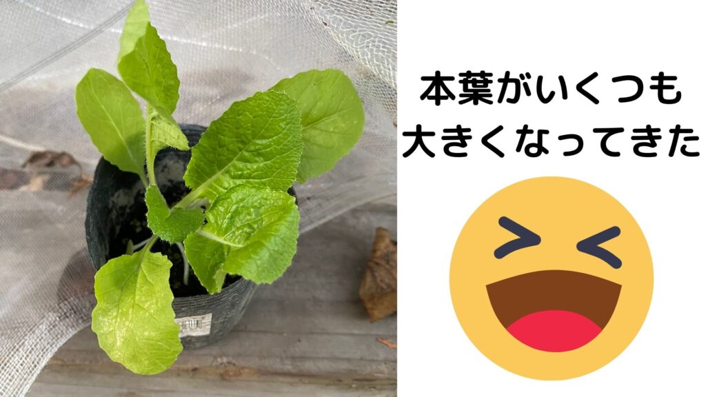 白菜の苗、大きくなってきた。