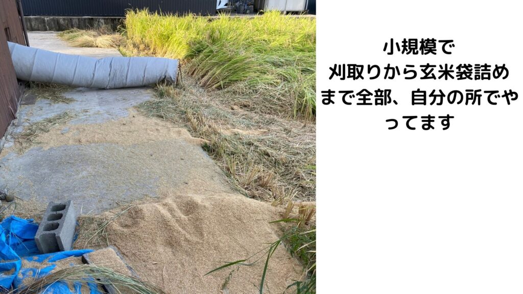 刈り取り後も作業は続く