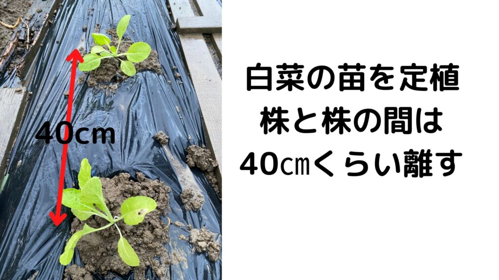 ハクサイの苗の植え方