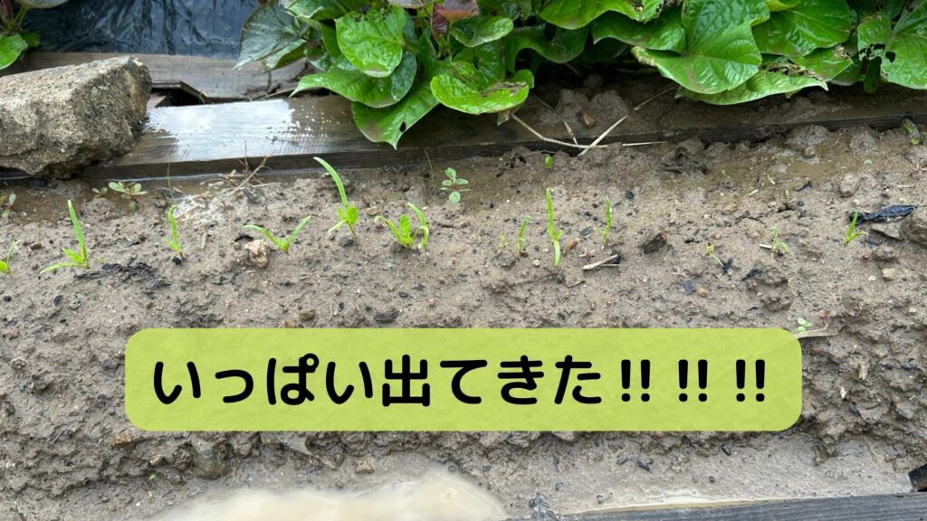 発芽したホウレンソウ