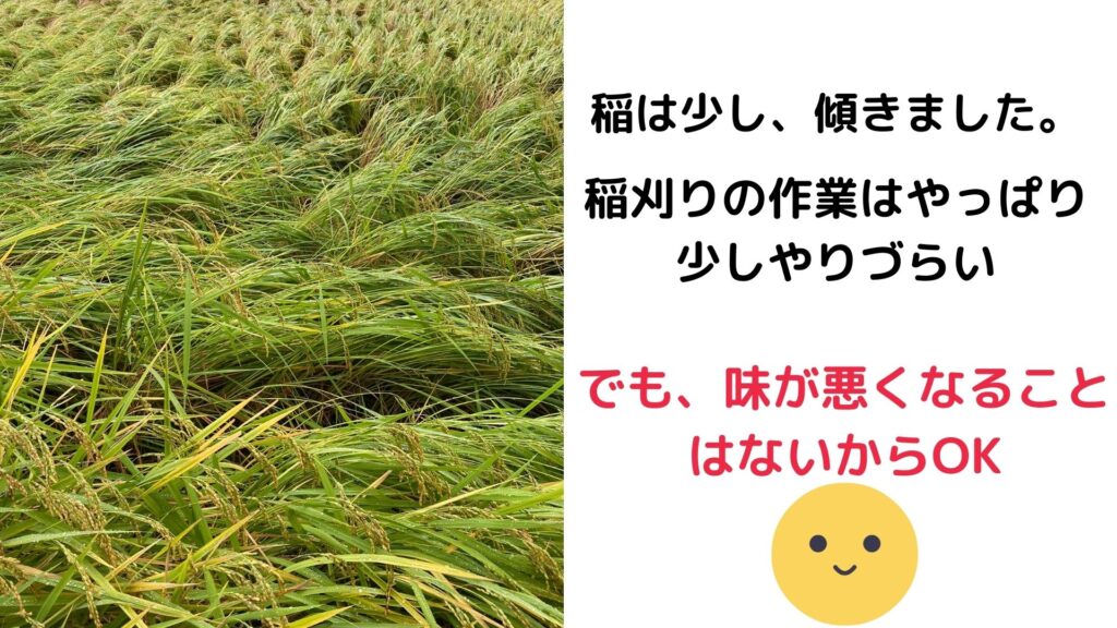 台風が過ぎた後の稲の状況