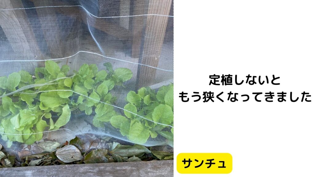 サンチュはもう、植替え時