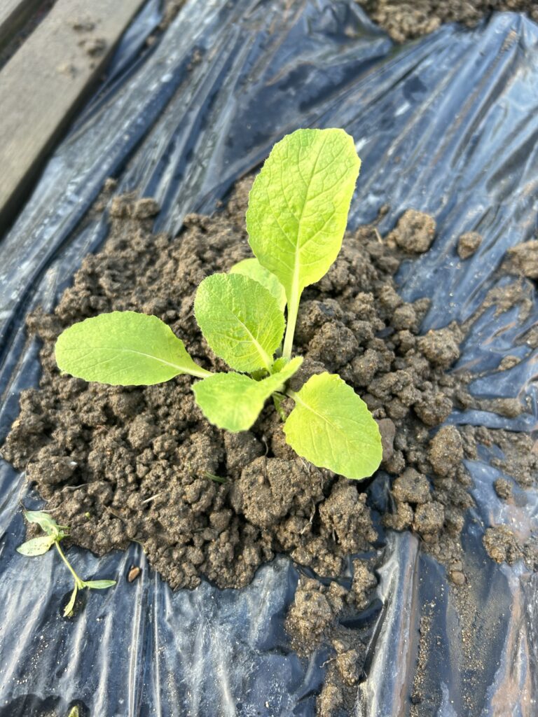 植え付けた白菜の苗