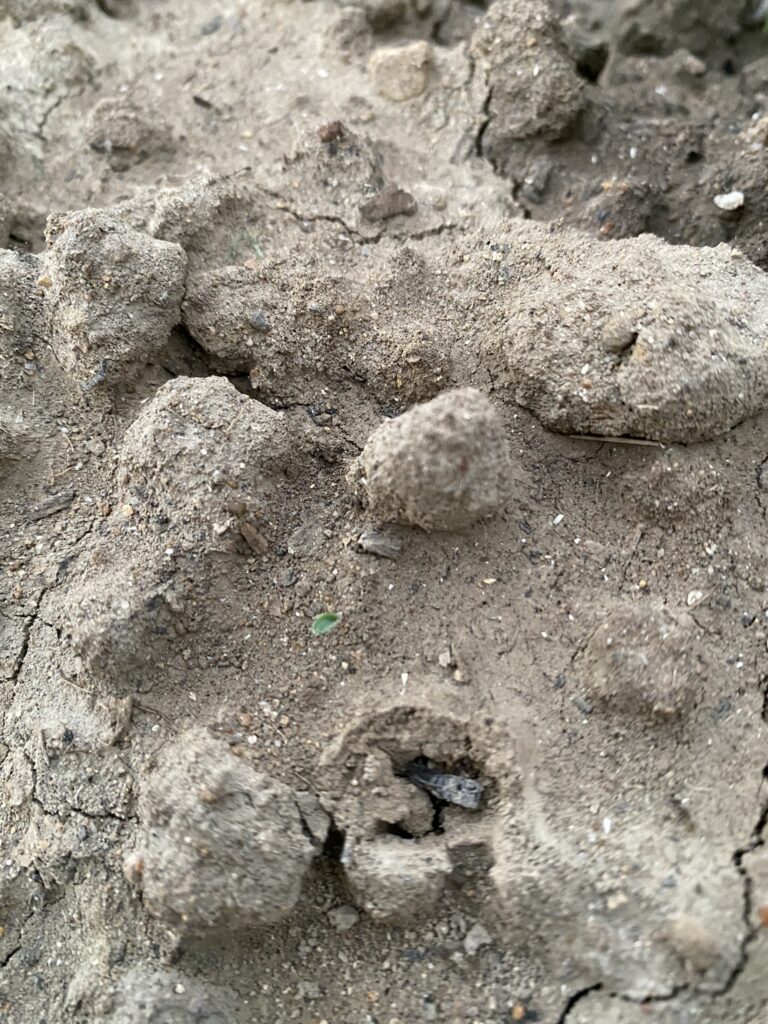 もともとは水田だった畑の土