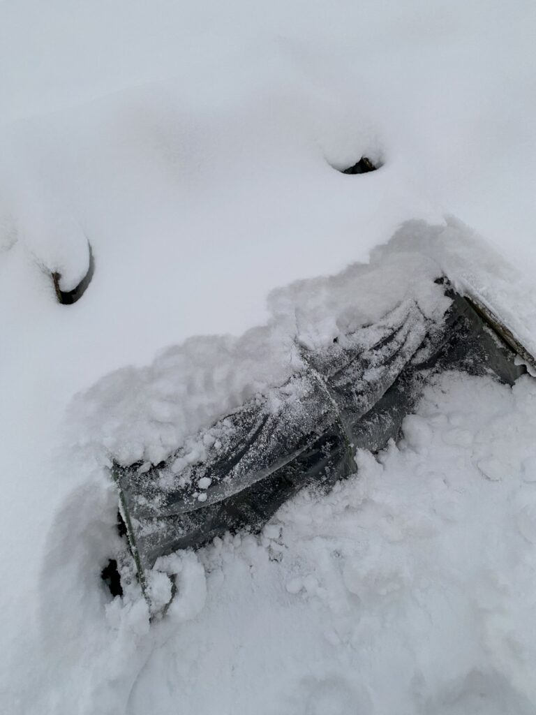 去年の雪の下になったホウレンソウ