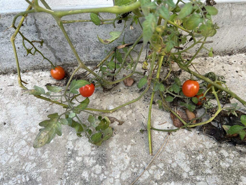 始末に困るミニトマト