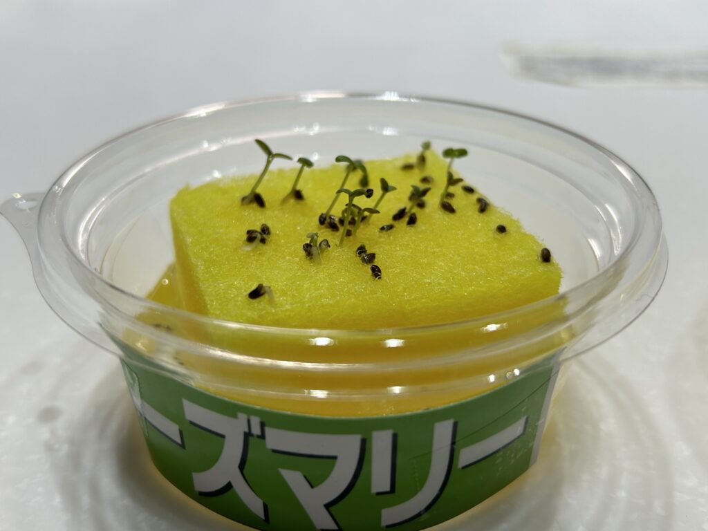 ローズマリーの発芽状況