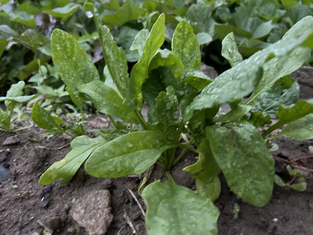 大きくなったほうれん草