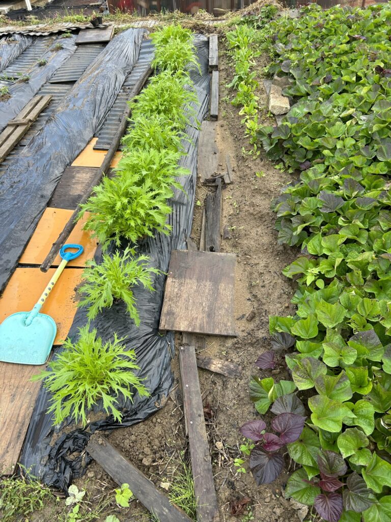 うまく育った水菜、半分ダメだったほうれん草