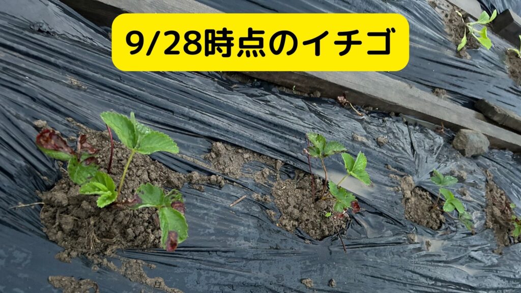 ９/２８時点のイチゴ