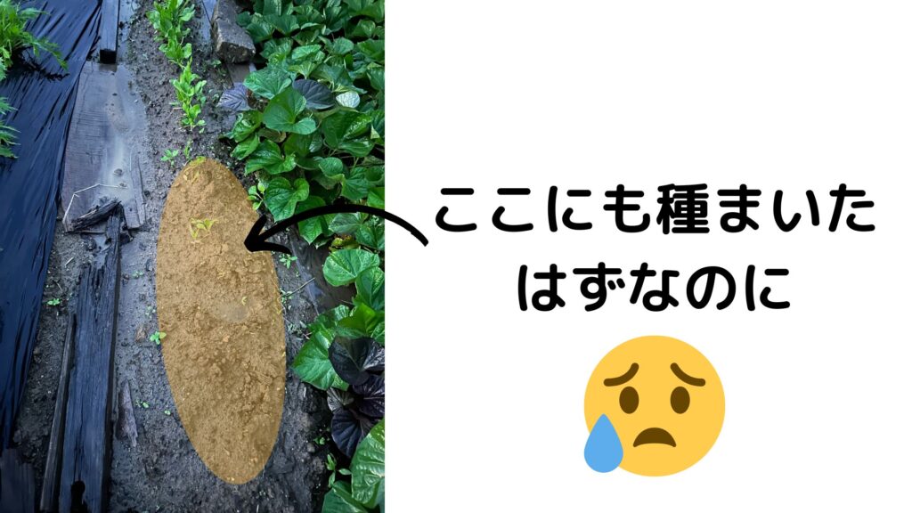 ほうれん草の種をまいた場所