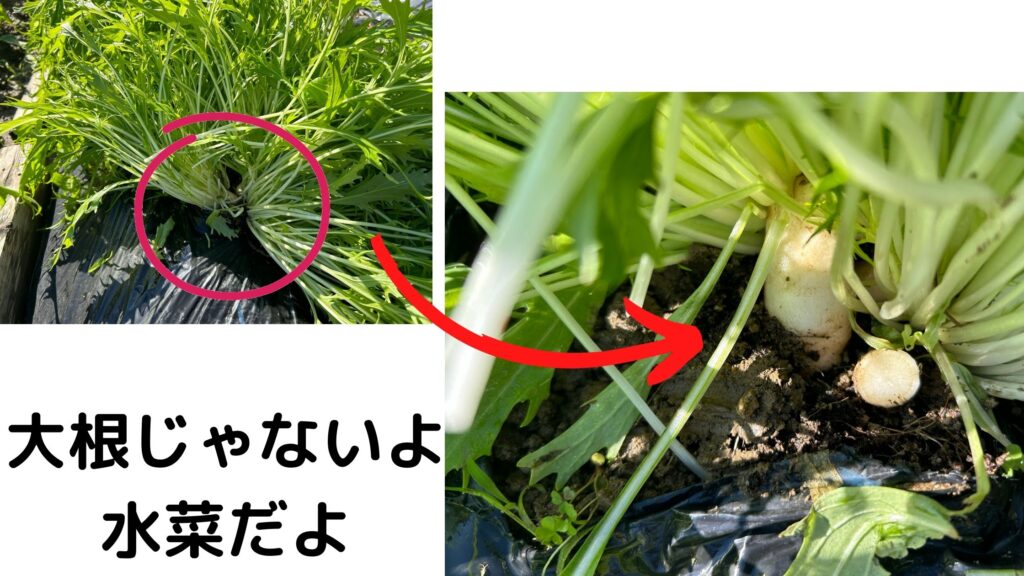 水菜の根元