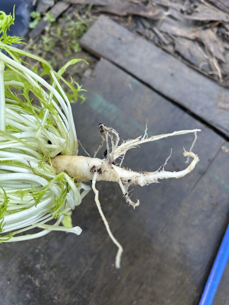 水菜の根っこ